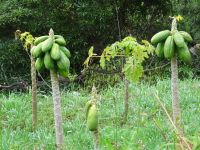 Levada Wanderung - Papaya
