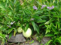 Levada Wanderung - Melonenbirne