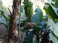 Levada Wanderung - Bananenstaude