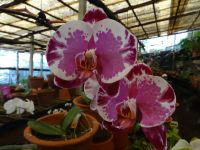 Funchal - Orchideengarten