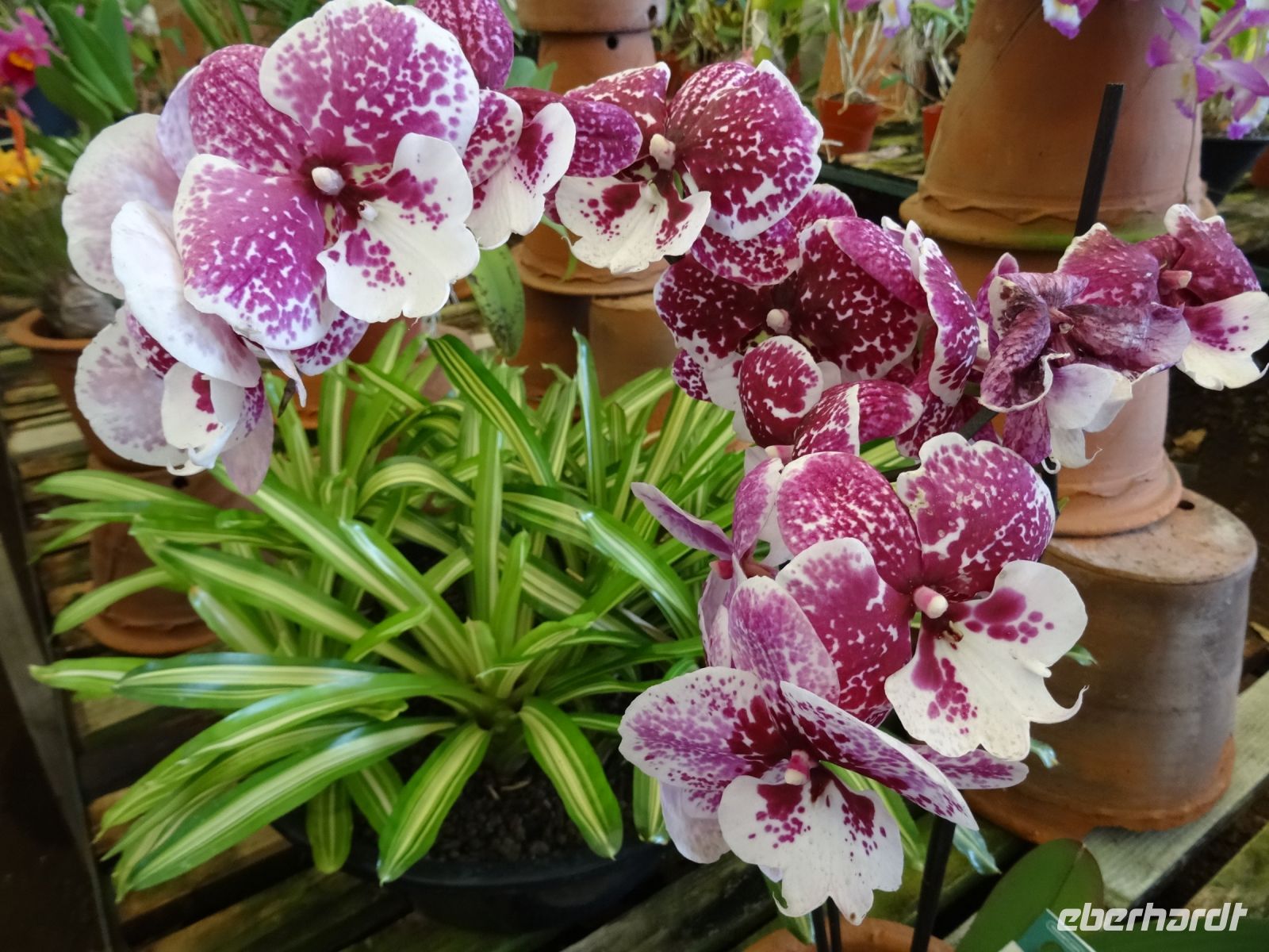 Funchal - Orchideengarten