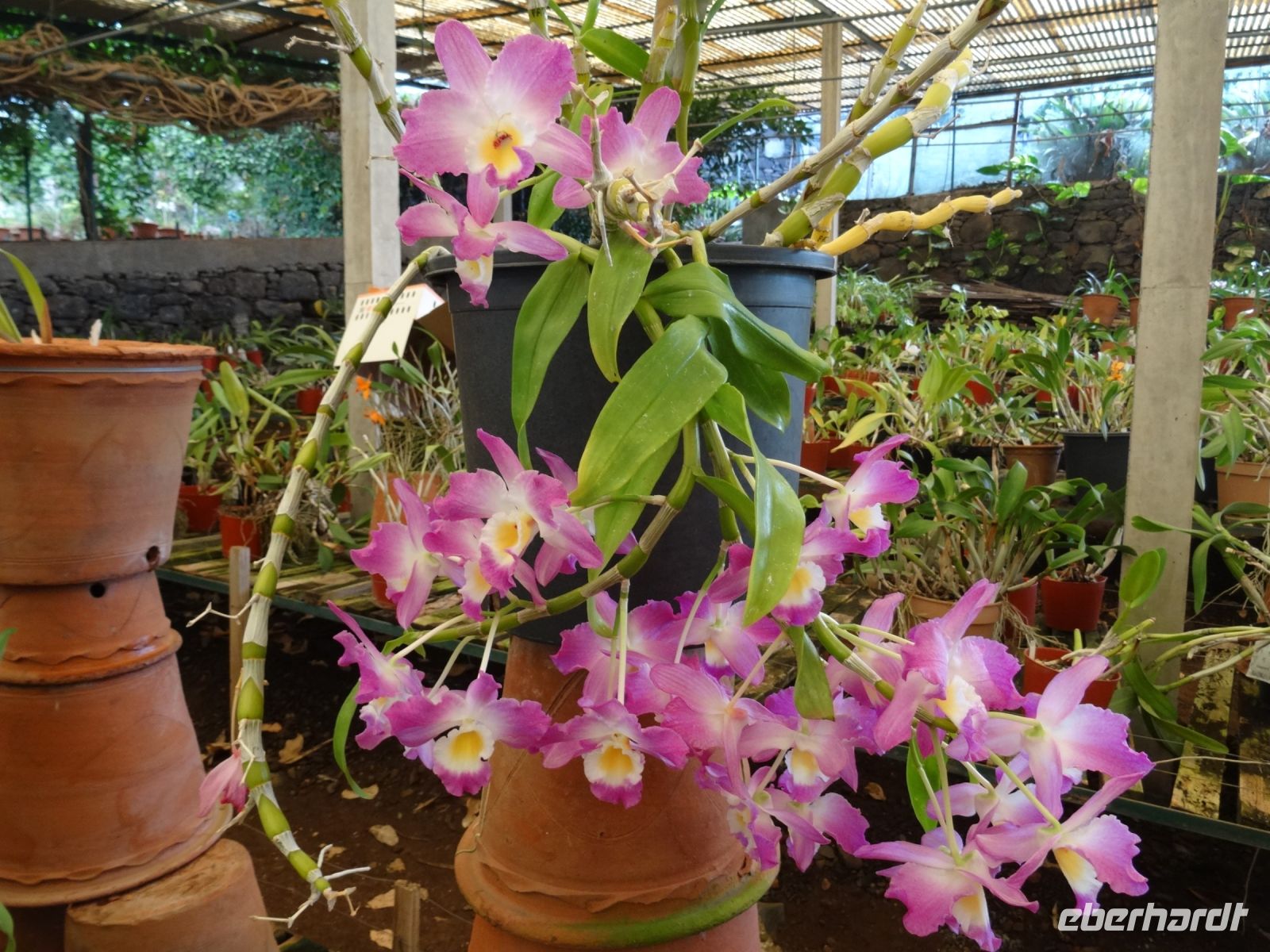 Funchal - Orchideengarten