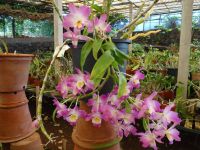 Funchal - Orchideengarten