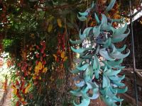 Funchal - Orchideengarten