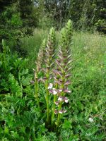 Funchal - Quinta do Palheiro=Blandys Garten - Akanthus