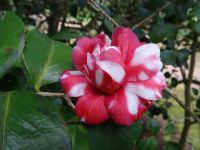 Blandys Garten - Kamelienblüte