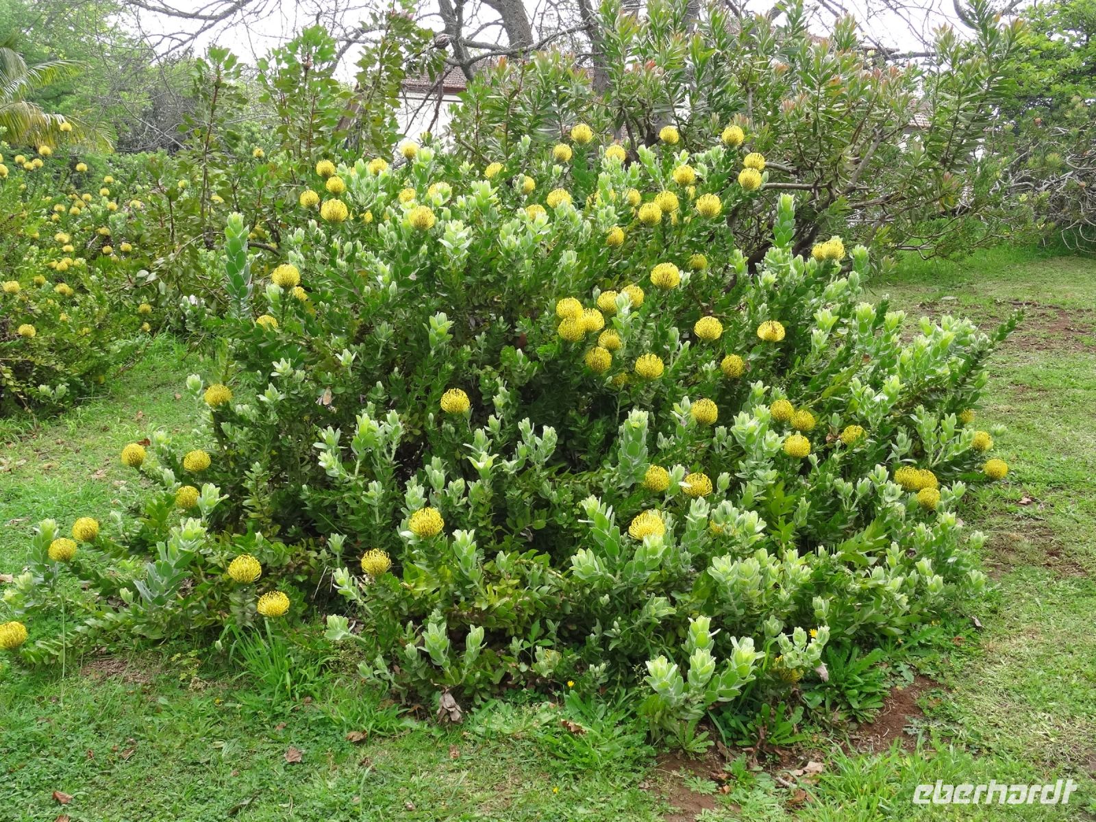 Blandys Garten - Nadelkissenprotea