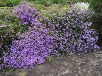 Blandys Garten - Vergissmeinnicht