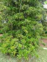 Blandys Garten - Maiglöckchenbaum