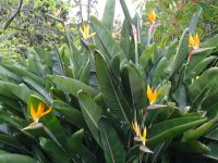 Blandys Garten - Strelitzien