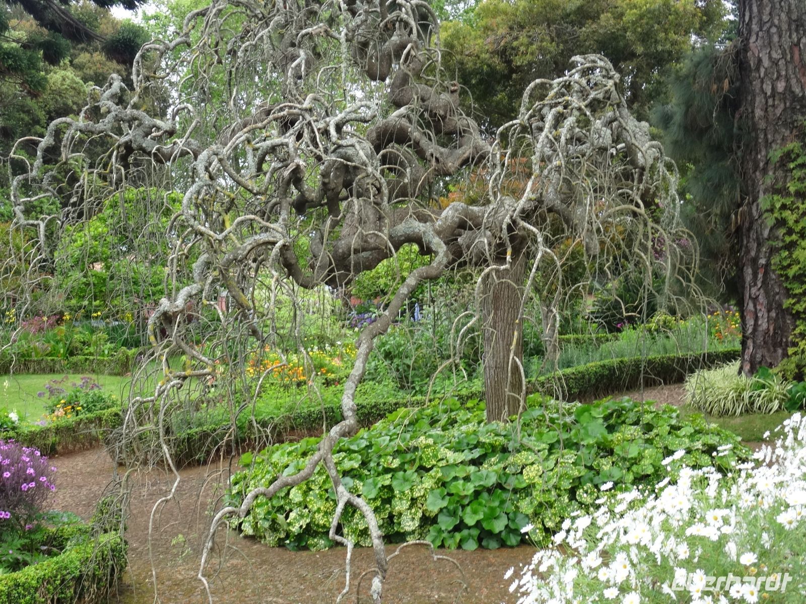 Blandys Garten - japanischer Pagodenbaum