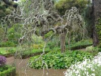 Blandys Garten - japanischer Pagodenbaum