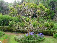 Blandys Garten - Kreppmörte