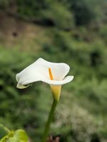 Weiße Calla