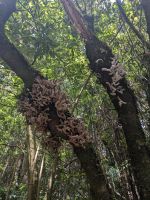 Pilze am Lorbeerbaum