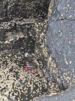 Klippenkrabben am Atlantik