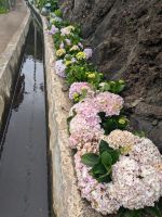 Hortensien bei der Levada Wanderung