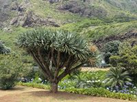 Drachenbaum in São Vicente 