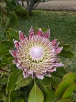 Protea in den Palheiro Gardens 