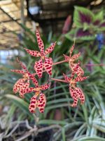 Quinta da Boa Vista, Orchideengarten