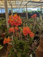 Quinta da Boa Vista, Orchideengarten