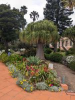 Elefantenfußbaum in der Quinta Splendida 