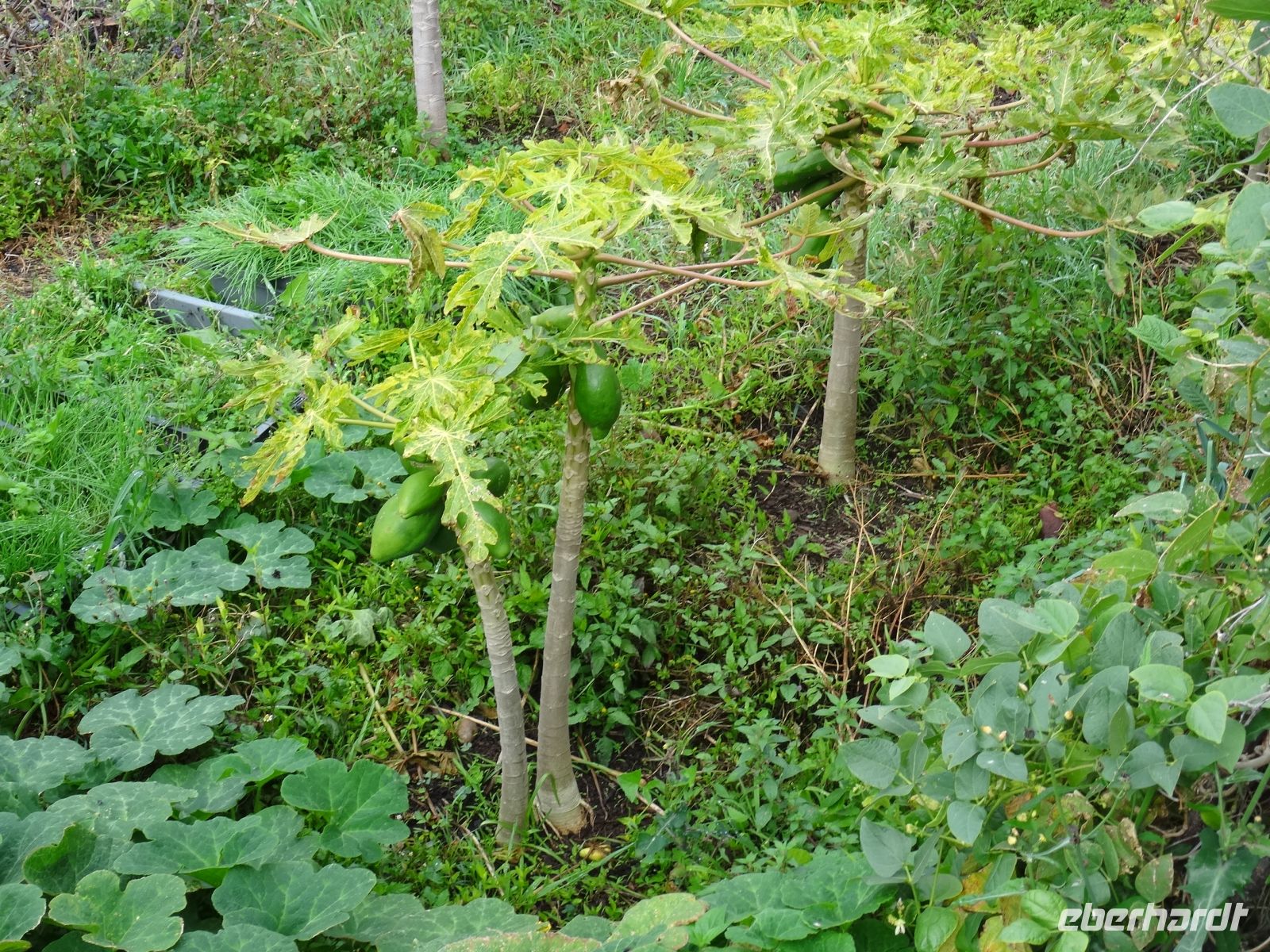 Levada Wanderung - Papaya &ndash; &copy;  (Eberhardt TRAVEL)