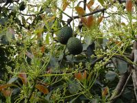 Levada Wanderung - Avocado &ndash; &copy; Hans-Joachim Trutz (Eberhardt TRAVEL)