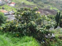 Levada Wanderung - Mispelstrauch &ndash; &copy; Hans-Joachim Trutz (Eberhardt TRAVEL)