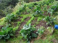 Levada Wanderung - kleines Gemüsefeld &ndash; &copy; Hans-Joachim Trutz (Eberhardt TRAVEL)