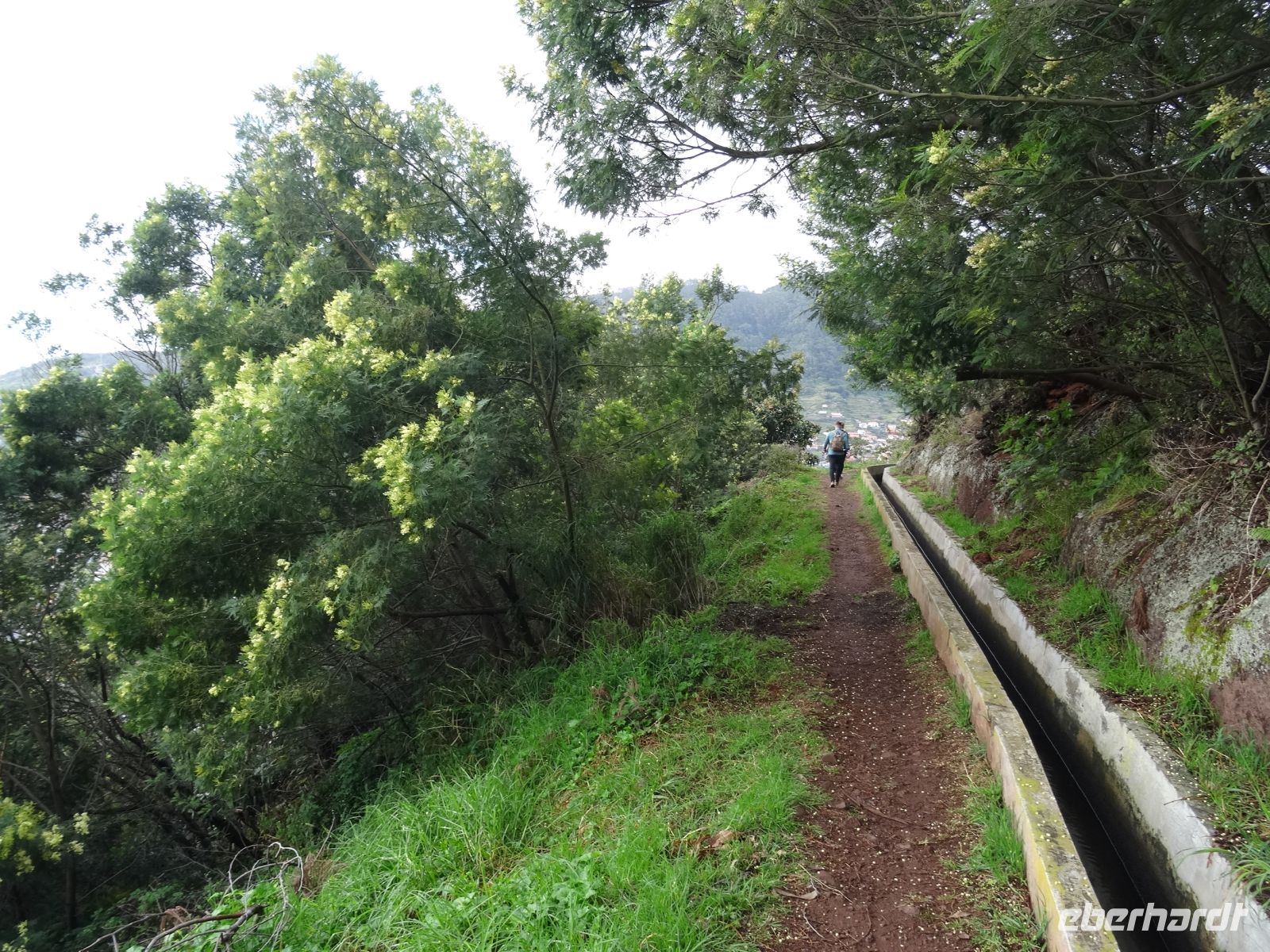Levada Wanderung - vorbei an Mimosenbäumen &ndash; &copy;  (Eberhardt TRAVEL)