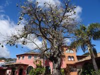 Quinta Splendida - Kabusbaum &ndash; &copy; Hans-Joachim Trutz (Eberhardt TRAVEL)