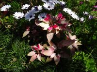 Quinta Splendida - Weihnachtstern &ndash; &copy; Hans-Joachim Trutz (Eberhardt TRAVEL)