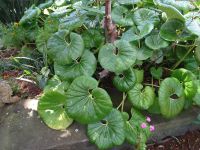 Quinta Splendida - Hufeisenstrauch &ndash; &copy; Hans-Joachim Trutz (Eberhardt TRAVEL)