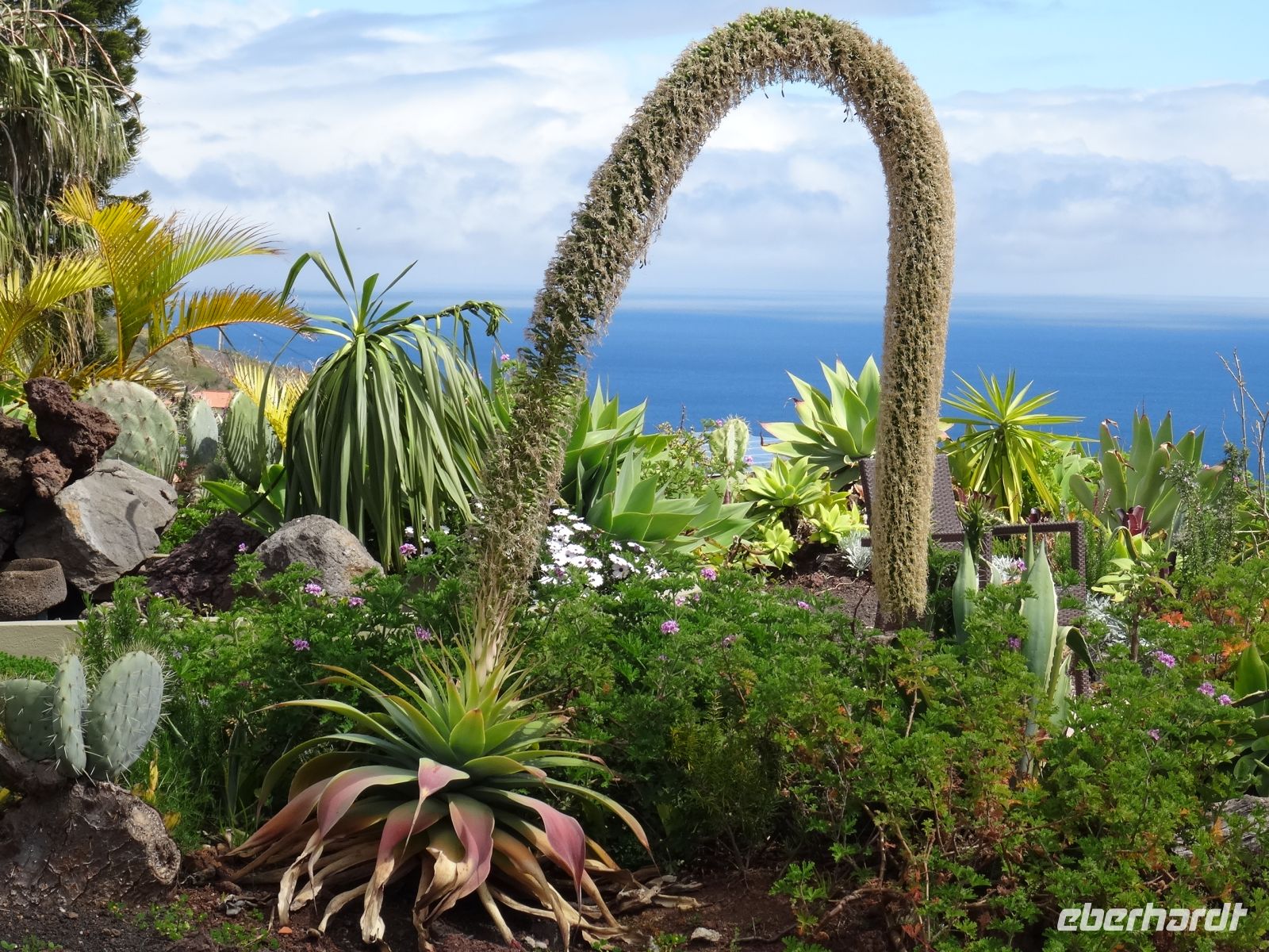 Quinta Splendida - Schwanenhals-Agave &ndash; &copy;  (Eberhardt TRAVEL)