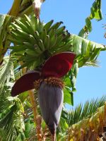 Quinta Splendida &ndash; &copy; Hans-Joachim Trutz (Eberhardt TRAVEL)