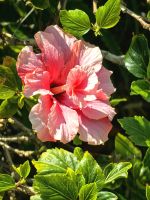 Madeira wird auch die Insel der Blumen genannt, hier blüht der Hibiskus &ndash; &copy; Simone Willner (Eberhardt TRAVEL)