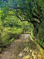 Einzigartige Landschaft im Loorbeerwald im Osten Madeiras &ndash; &copy; Simone Willner (Eberhardt TRAVEL)