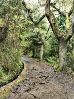 Wanderweg im Lorbeerwald &ndash; &copy; Simone Willner (Eberhardt TRAVEL)