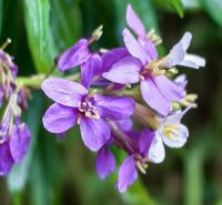 Schaumkraut, Madeira &ndash; &copy; Simone Willner (Eberhardt TRAVEL)