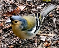 Madeirabuschfinkmännchen bettelt um Futter &ndash; &copy; Simone Willner (Eberhardt TRAVEL)