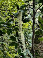 Die Flechten hängen von den Bäumen und geben dem Wald ein mystisches Aussehen &ndash; &copy; Simone Willner (Eberhardt TRAVEL)