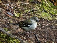 Weibchen des Madeirabuschfinks &ndash; &copy; Simone Willner (Eberhardt TRAVEL)