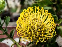 Sogar Proteen, die eigentlich in Südafrika heimisch sind, blühen auf Madeira &ndash; &copy; Simone Willner (Eberhardt TRAVEL)