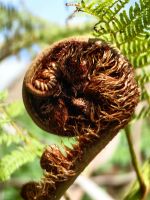 Ein neues Blatt eines Baumfarns entsteht, Madeira &ndash; &copy; Simone Willner (Eberhardt TRAVEL)
