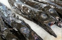 Schwarzer Degenfisch - schmeckt wesentlich besser, als er aussieht &ndash; &copy; Simone Willner (Eberhardt TRAVEL)