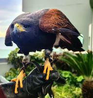 Mit diesem Gesellen vertreibt ein Falkner die Tauben aus der Hotelanlage &ndash; &copy; Simone Willner (Eberhardt TRAVEL)