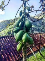 Papayas &ndash; &copy; Simone Willner (Eberhardt TRAVEL)