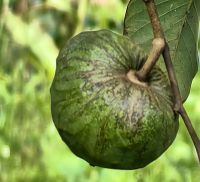 Cherimoyas schmecken wie eine Mischung aus Apfel und Zimt &ndash; &copy; Simone Willner (Eberhardt TRAVEL)