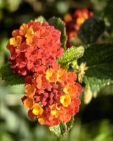 Wandelröschen am Wegesrand (Lantana Camara) &ndash; &copy; Simone Willner (Eberhardt TRAVEL)